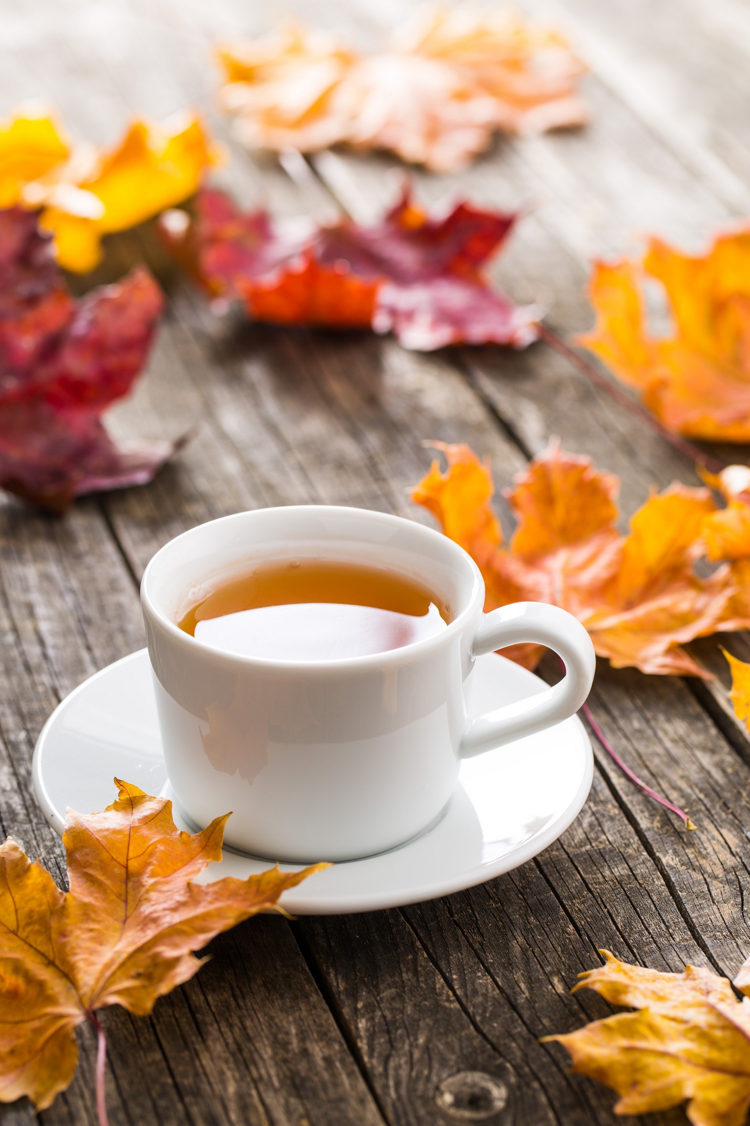 New York City Micro-Market | Fall Hot Tea | Water Filtration